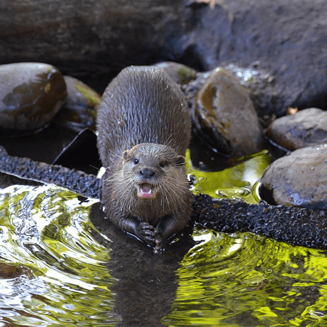 Otters in River Kent